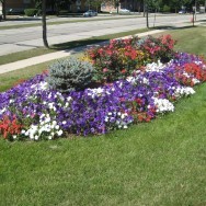 flower bed - Still Shining After All These Years